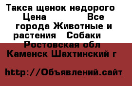 Такса щенок недорого › Цена ­ 15 000 - Все города Животные и растения » Собаки   . Ростовская обл.,Каменск-Шахтинский г.